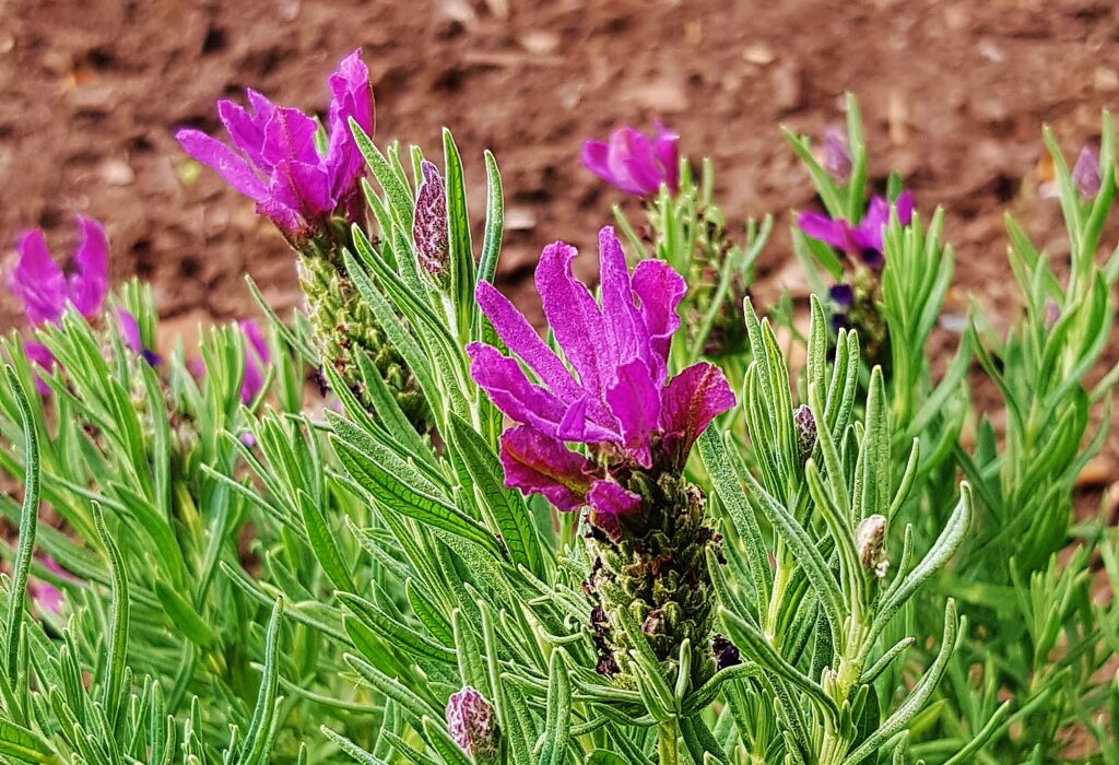Kräuterarten, Duftkräuter, Heilkräuter, Lavendel