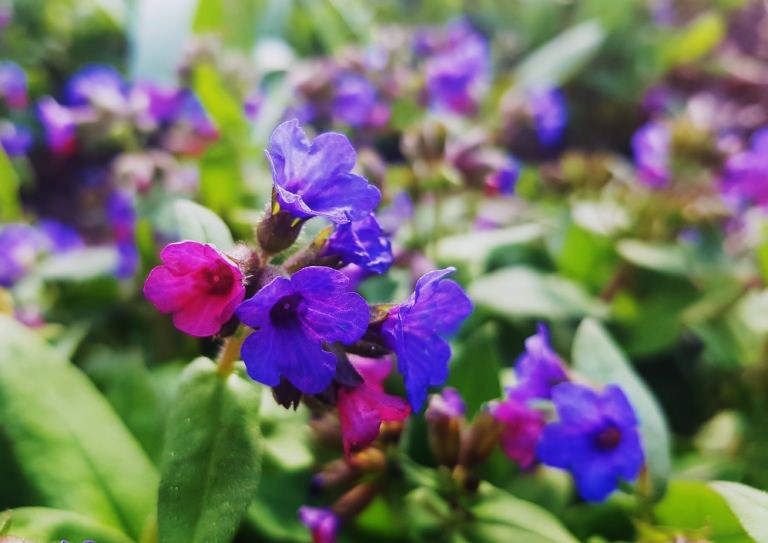 Lungenkraut, Lungenkräuter, Pulmonaria