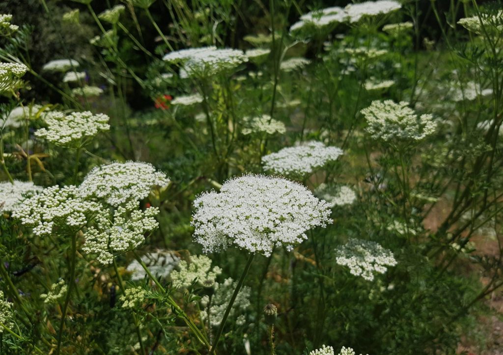 Doldenblütler, Doldenblütengewächse, Karotte im Beet, Karottenblüte, Möhren, Möhre, Karotte, Karotten, Rüben, Rübe, Gelbe Rüben, Gelbe Rübe, Mohrrübe, Mohrrüben, Daucus, Daucus carota, Daucus carota subsp. sativus