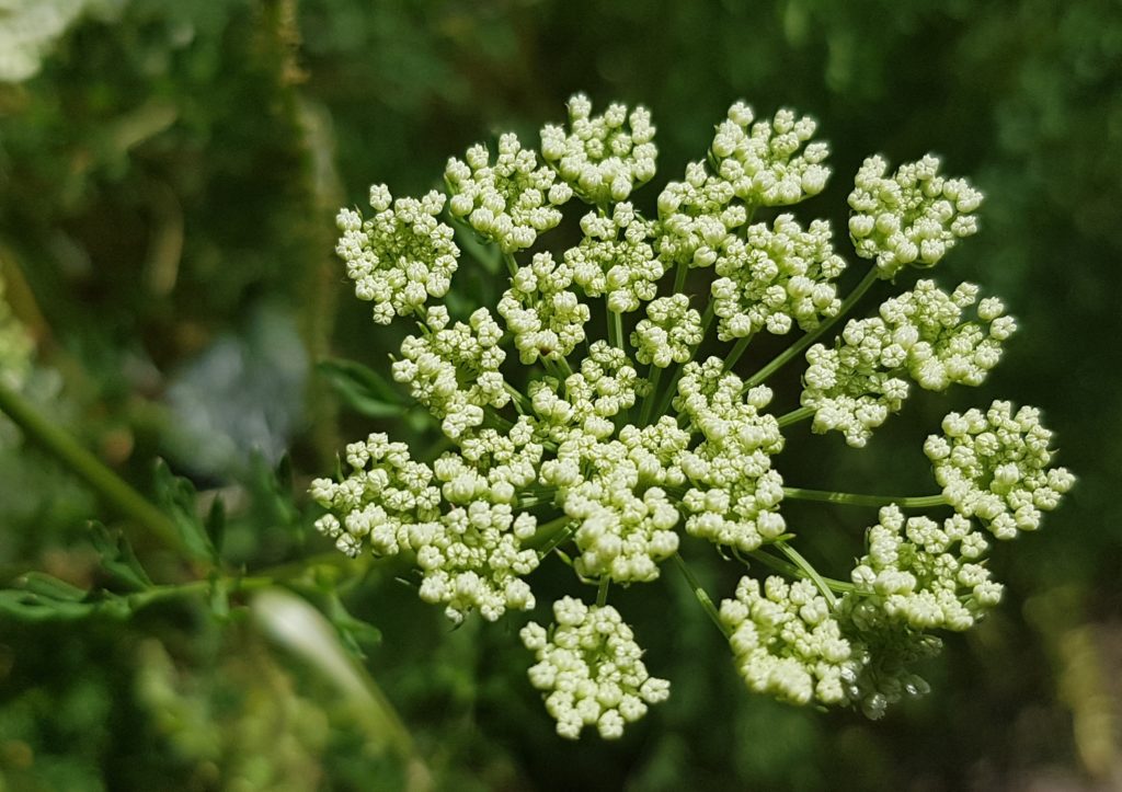 Knospenstand der Karotte, Karotte im Beet, Karottenblüte, Möhren, Möhre, Karotte, Karotten, Rüben, Rübe, Gelbe Rüben, Gelbe Rübe, Mohrrübe, Mohrrüben, Daucus, Daucus carota, Daucus carota subsp. sativus