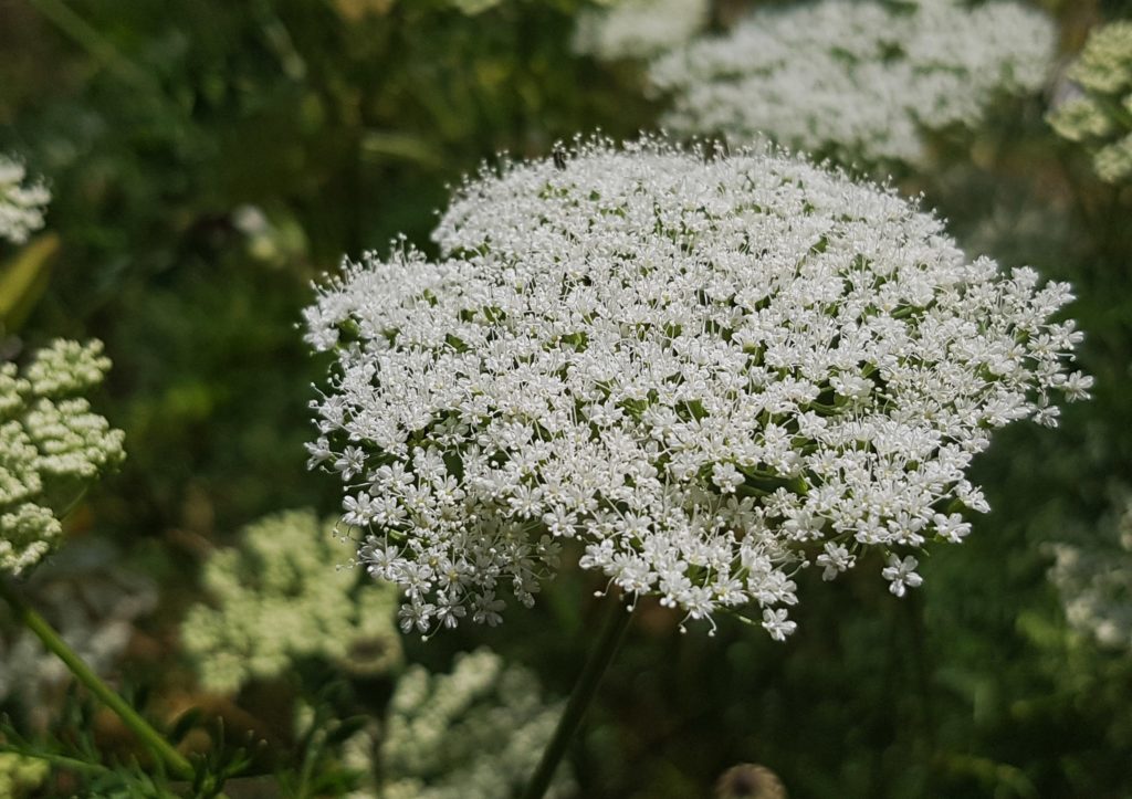 Karottenblüte, Möhren, Möhre, Karotte, Karotten, Rüben, Rübe, Gelbe Rüben, Gelbe Rübe, Mohrrübe, Mohrrüben, Daucus, Daucus carota, Daucus carota subsp. sativus