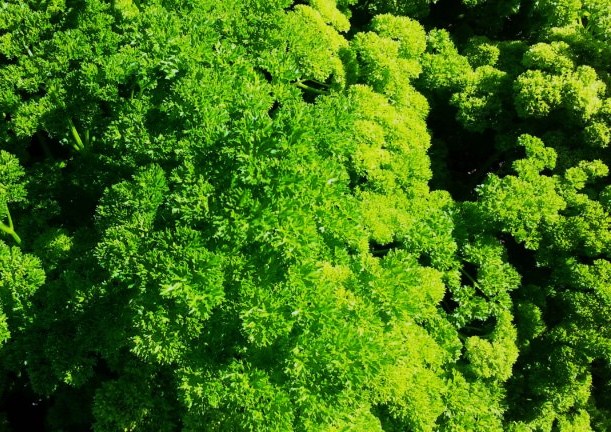 Petersilie, Petersilien, Petroselinum