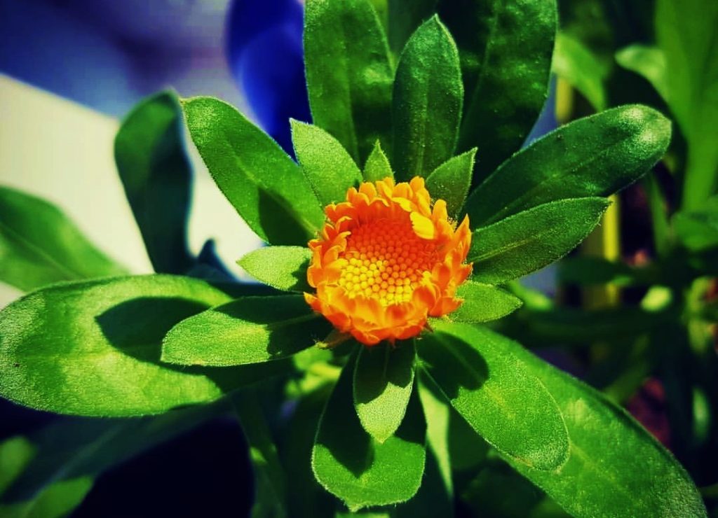 Ringelblume, Ringelblumen, Calendula, Ringelblumenblüte, Ringelblumenblüten