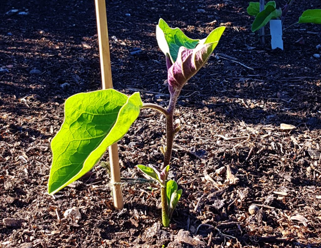 Aubergine, Auberginen, Eierpflanze, Solanum melongena, Auberginenpflanze