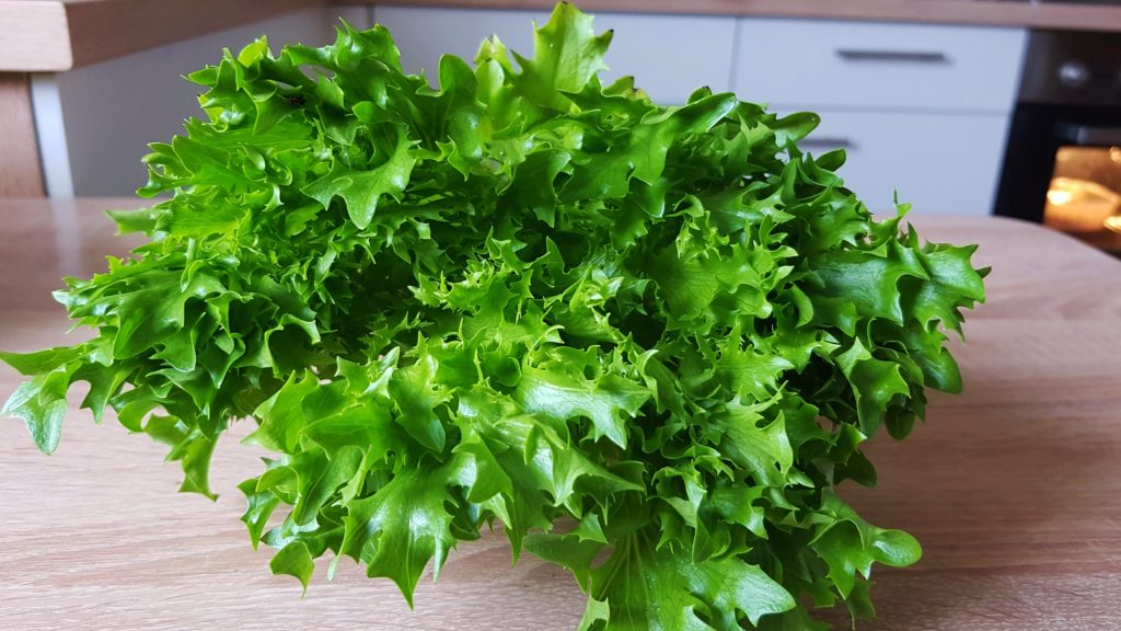 Salat, Salate, Gartensalat, Lactuca, Eichblattsalat