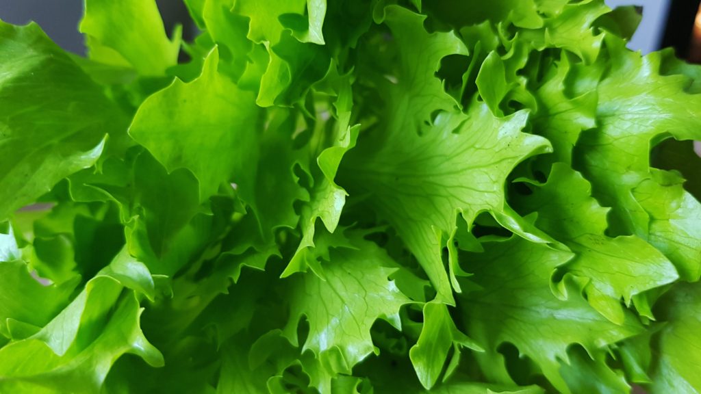 Salat, Salate, Gartensalat, Lactuca, Eichblattsalat