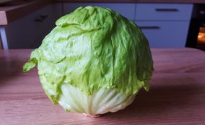 Salat, Salate, Gartensalat, Lactuca, Kopfsalat, Eisbergsalat