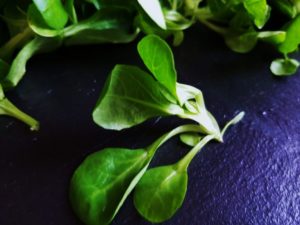 Feldsalat, Valerianella, Salat, Salate, Salat Sorten