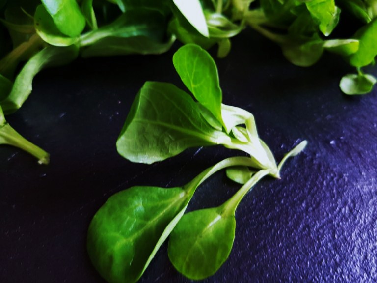 Feldsalat, Valerianella, Salat, Salate, Salat Sorten