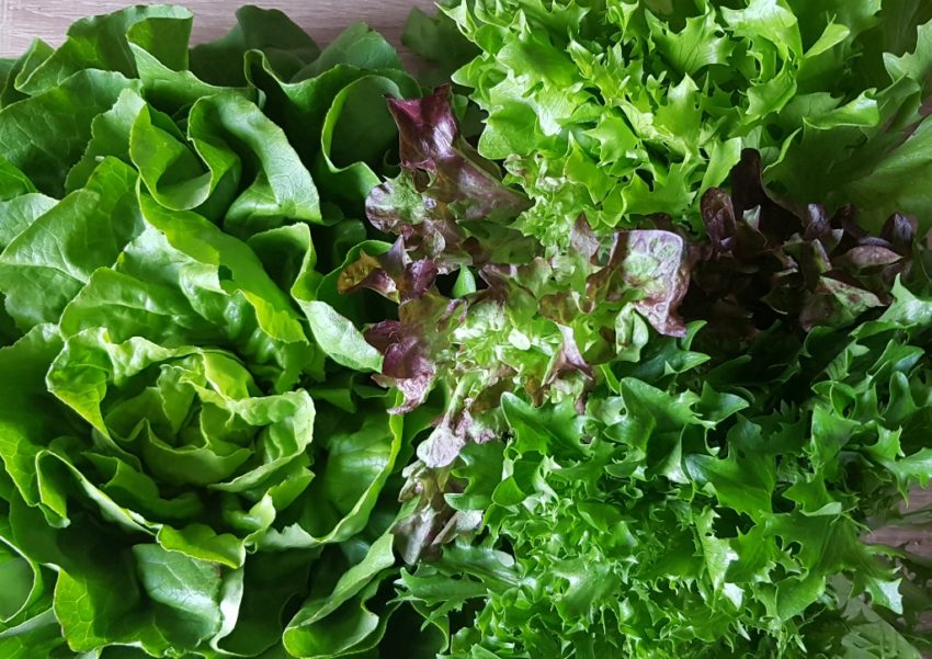 Salat, Salate, Gartensalat, Lactuca, Kopfsalat, Schnittsalat, Lollo rosso, Römersalat, Eichblattsalat, Das Grüne Archiv