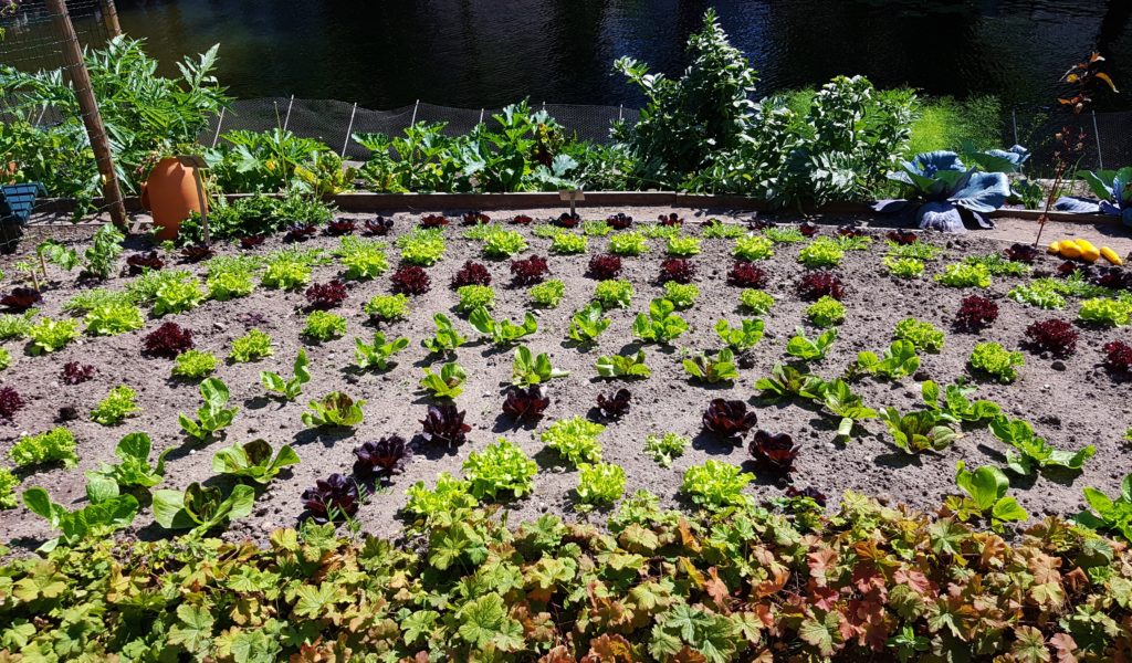 Salat, Salate, Gartensalat, Lactuca, Kopfsalat, Schnittsalat, Lollo rosso, Römersalat, Eichblattsalat