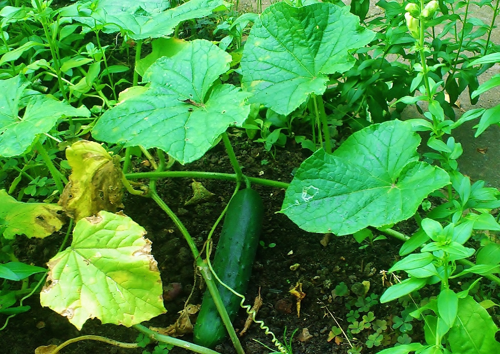 Gurke, Cucumis, Salatgurke, Gartegurke, Cucumis sativus, Gurke im Beet