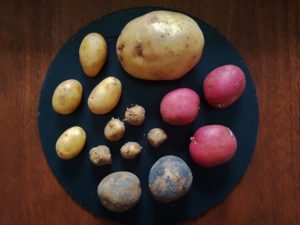 Kartoffel, Kartoffeln, Solanum tuberosum, Kartoffel Sorten