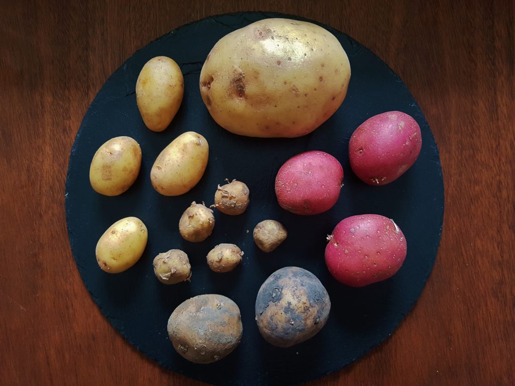 Kartoffel, Kartoffeln, Solanum tuberosum, Kartoffel Sorten