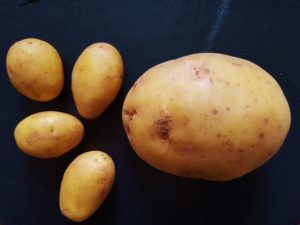 Kartoffel, Kartoffeln, Solanum tuberosum, Kartoffel Sorten