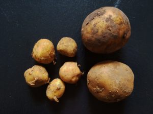 Kartoffel, Kartoffeln, Solanum tuberosum, Kartoffel Sorten