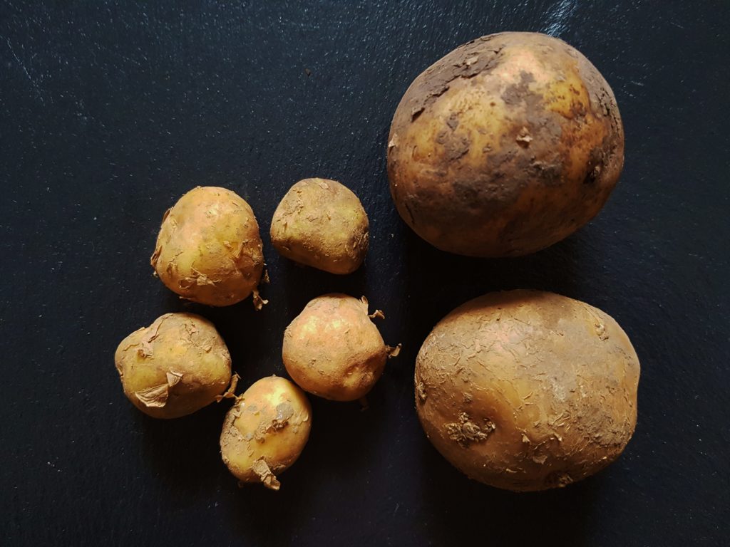 Kartoffel, Kartoffeln, Solanum tuberosum, Kartoffel Sorten, Drillinge, Speisekartoffel