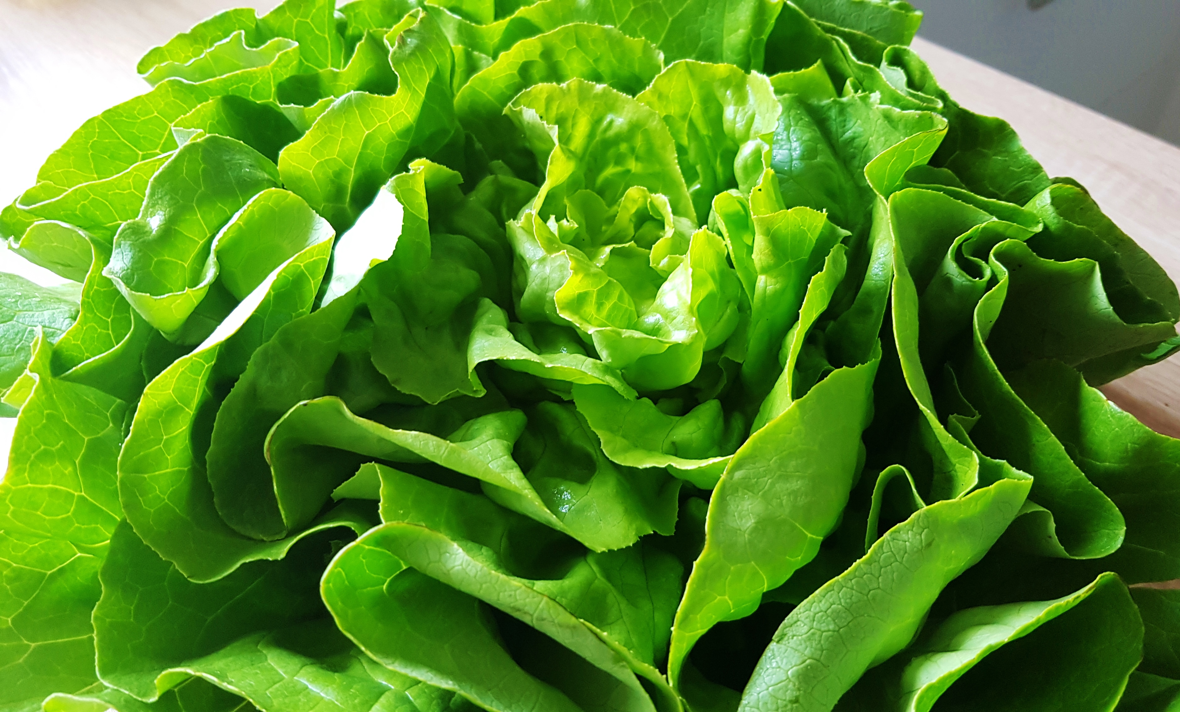 Kopfsalat - Nährwerte, Anbau und Ernte | Das Grüne Archiv