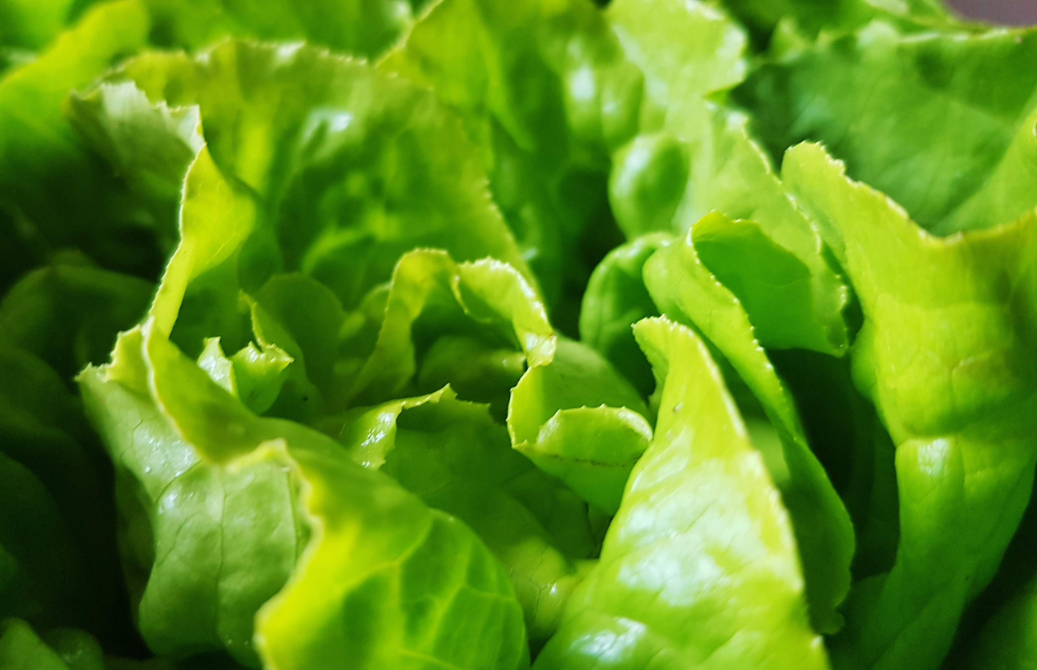 Kopfsalat - Nährwerte, Anbau und Ernte | Das Grüne Archiv