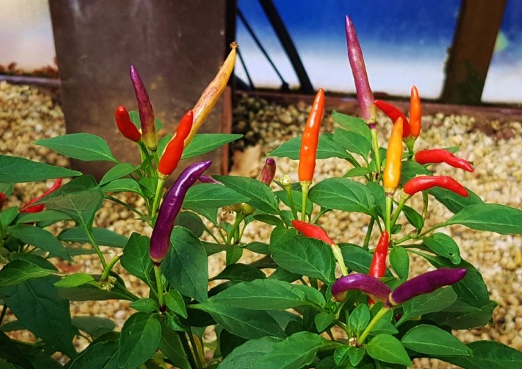 Paprika, Paprikas, Capsicum, Chili, Chilis
