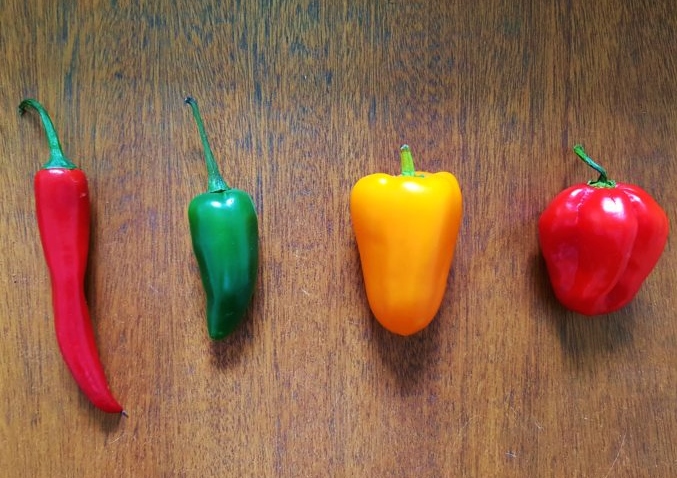 Paprika, Paprikas, Capsicum, Chili, Chilis, Jalapeno, Jalapenos