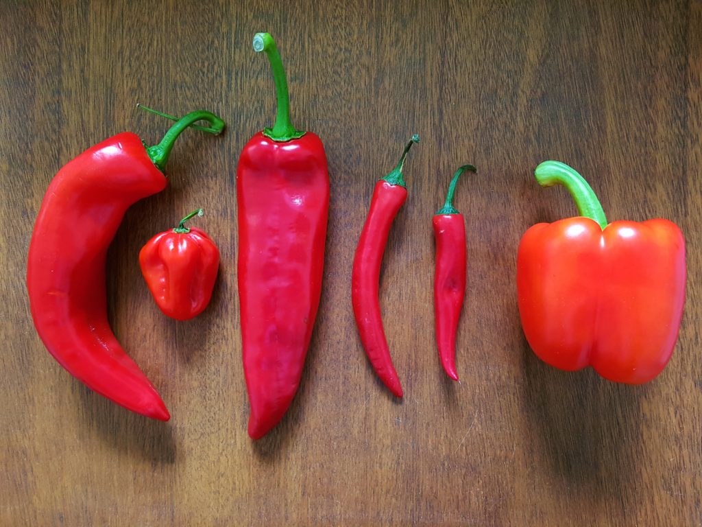 Paprika, Paprikas, Capsicum, Chili, Chilis, Jalapenos