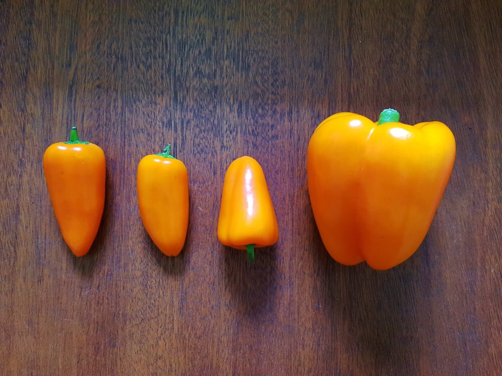 Paprika, Paprikas, Capsicum