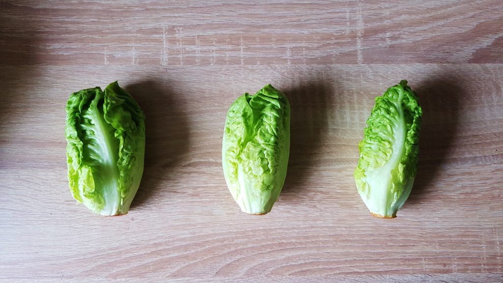 Salat, Salate, Gartensalat, Lactuca, Römersalat