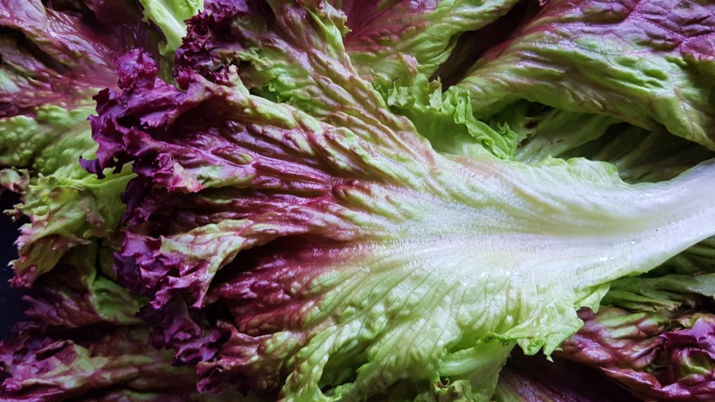 Salat, Salate, Gartensalat, Lactuca, Schnittsalat, Lollo rosso