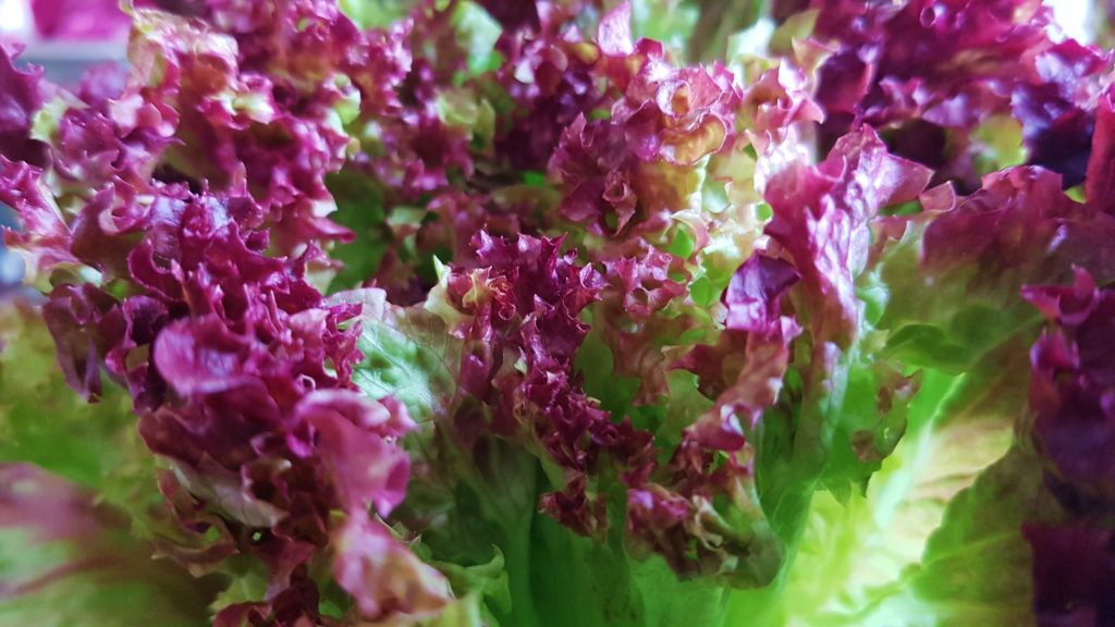 Salat, Salate, Gartensalat, Lactuca, Schnittsalat, Lollo rosso