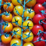 Tomate, Tomaten, Solanum lycopersicum, Tomaten Sorten