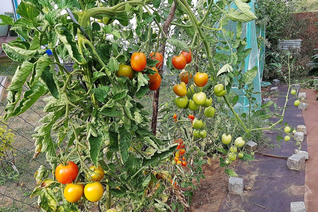 Tomate, Tomaten, Solanum lycopersicum, Tomatenpflanzen