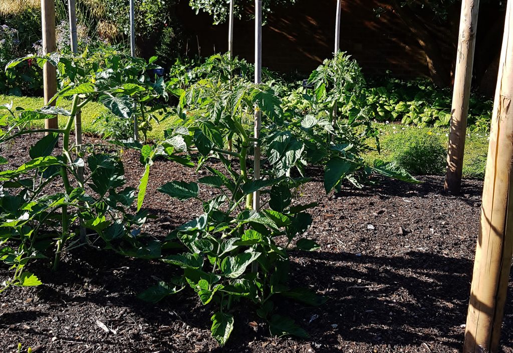 Tomate, Tomaten, Solanum lycopersicum, Tomatenpflanzen