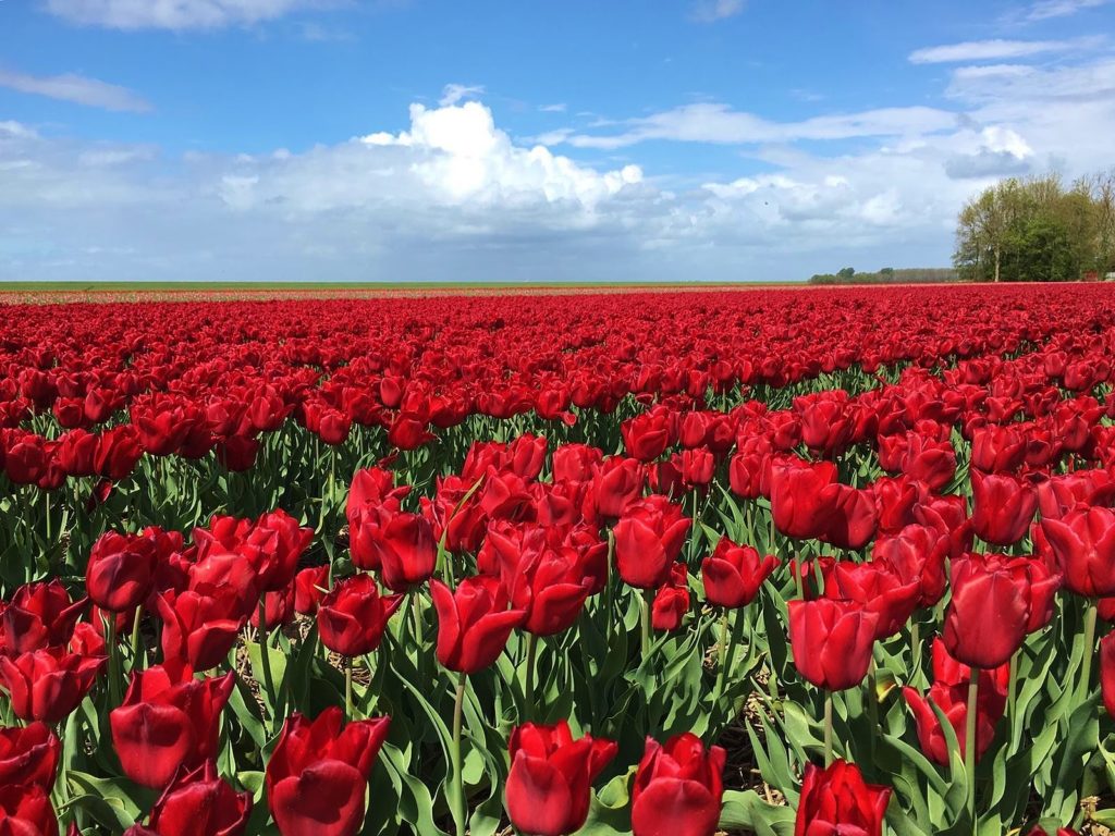 Tulpen, Tulpe, Tulipa, Tulpenbeet, Tulpen-Arten, Tulpensorten