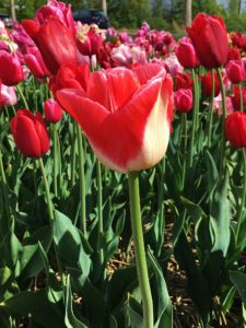 Tulpen, Tulpe, Tulipa, mittelfrühblühende Tulpen, Triumph-Tulpe, Garden Party