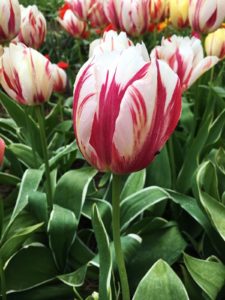 Tulpen, Tulpe, Tulipa, Tulpenbeet, spät blühende Tulpen, Rembrandt Tulpe