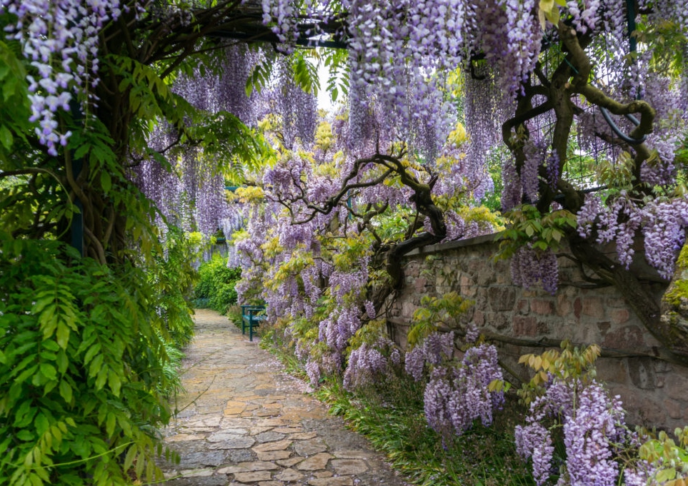 Blauregen, Wisteria