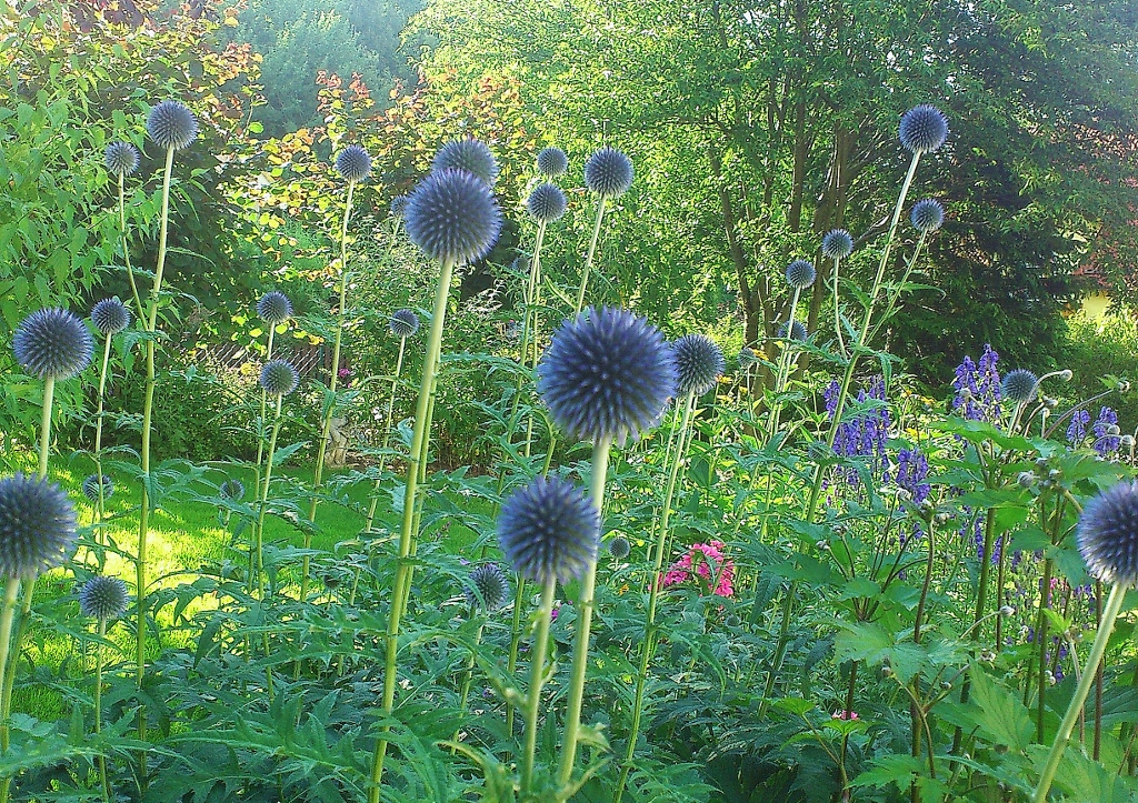 Kugeldistel, Kugeldisteln, Echinops