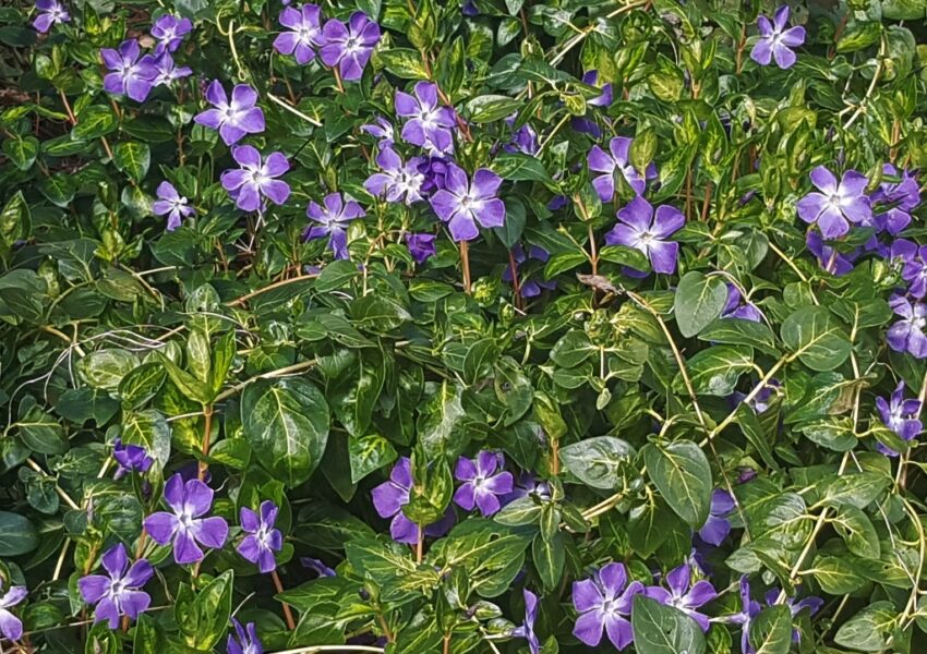 Waldrebe, Waldreben, Clematis