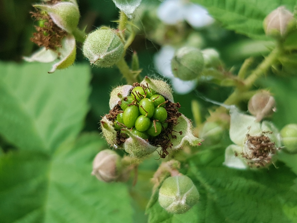 Brombeere, Brombeeren, Rubus sectio Rubus, Brombeerfrüchte, Brombeerstrauch