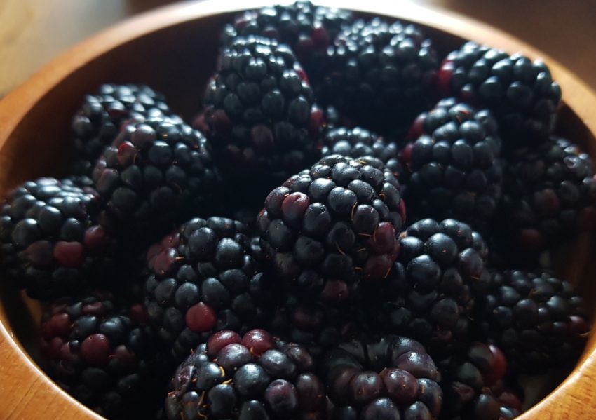 Brombeere, Brombeeren, Rubus sectio Rubus, Brombeerfrüchte