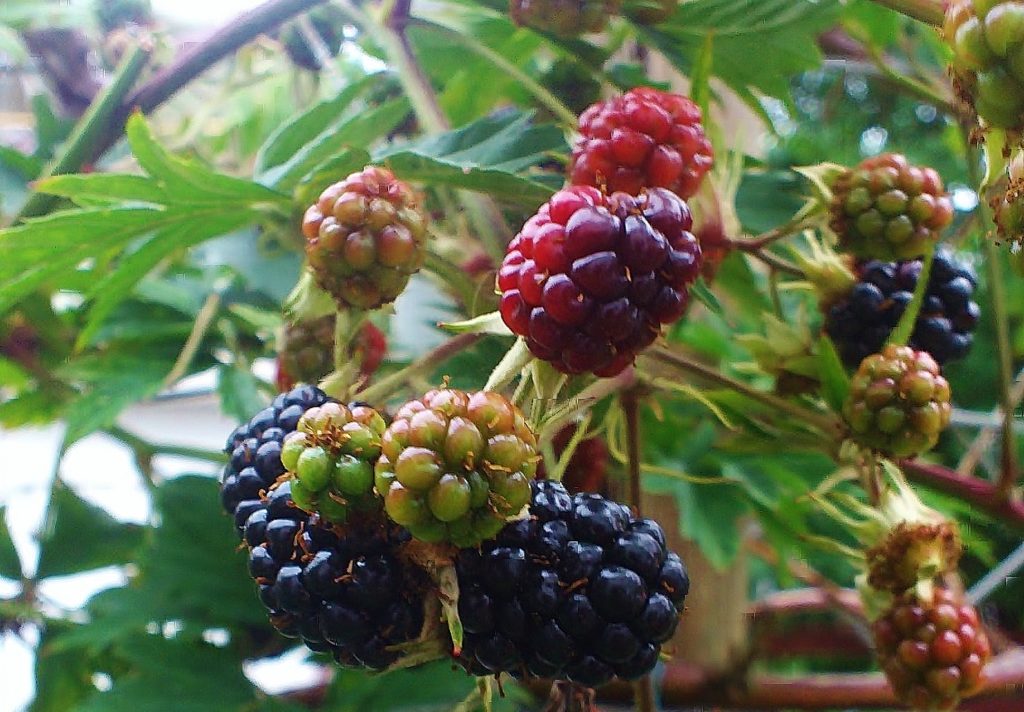 Sträucher, Obststräucher, Fruchtsträucher, Beerensträucher, Brombeere