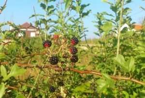 Brombeere, Brombeeren, Rubus sectio Rubus, Brombeerfrüchte, Brombeerstrauch