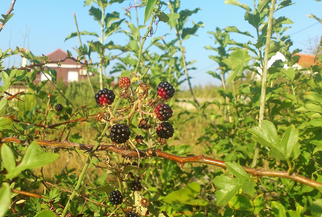 Brombeere, Brombeeren, Rubus sectio Rubus, Brombeerfrüchte, Brombeerstrauch