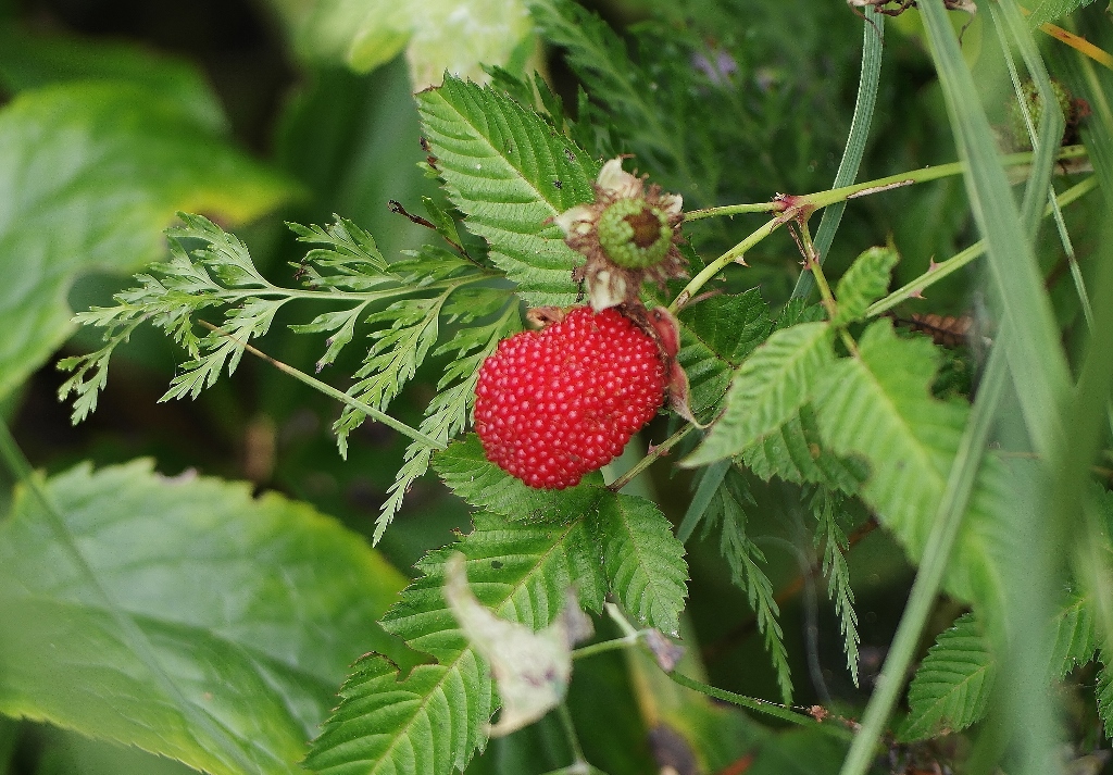 Himbeeren, Himbeere, Erdbeer-Himbeere, Erdbeer-Himbeeren, Erdbeere, Erdbeeren, Brombeeren, Brombeere, Beeren, Beere, Joghurt, Beerenjoghurt, functional food, superfood, Obst, fruits, fruit