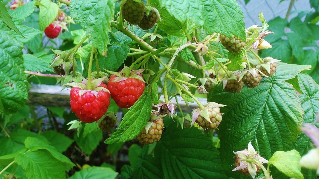 Himbeere, Himbeeren, Rubus idaeus, Himbeerstrauch