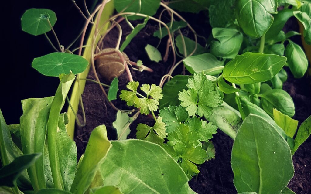 Kräuterbox, Indoor Kräutergarten, Balkon