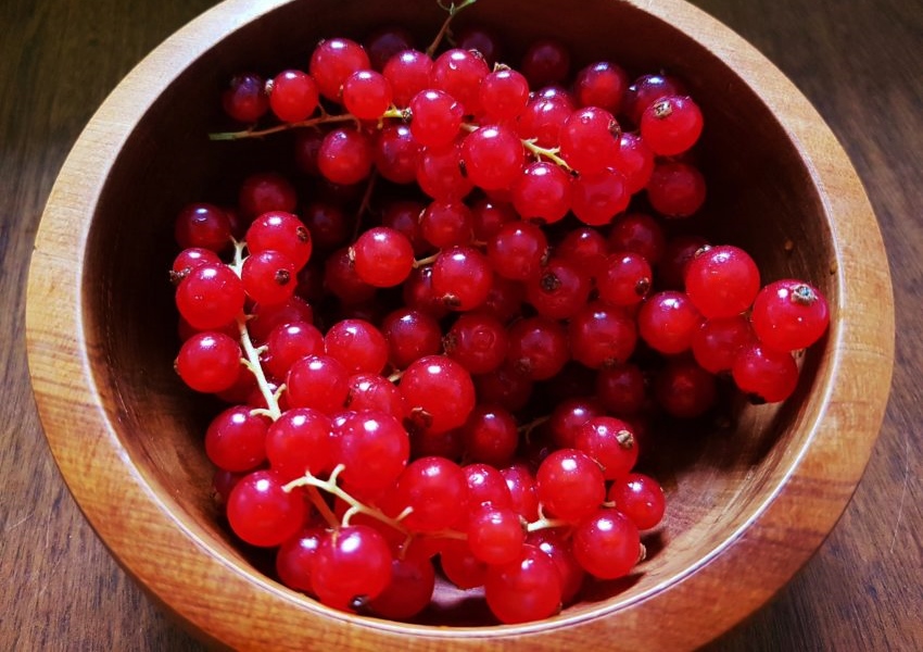 Johannisbeere, Johannisbeeren, Ribes, Ribes rubrum