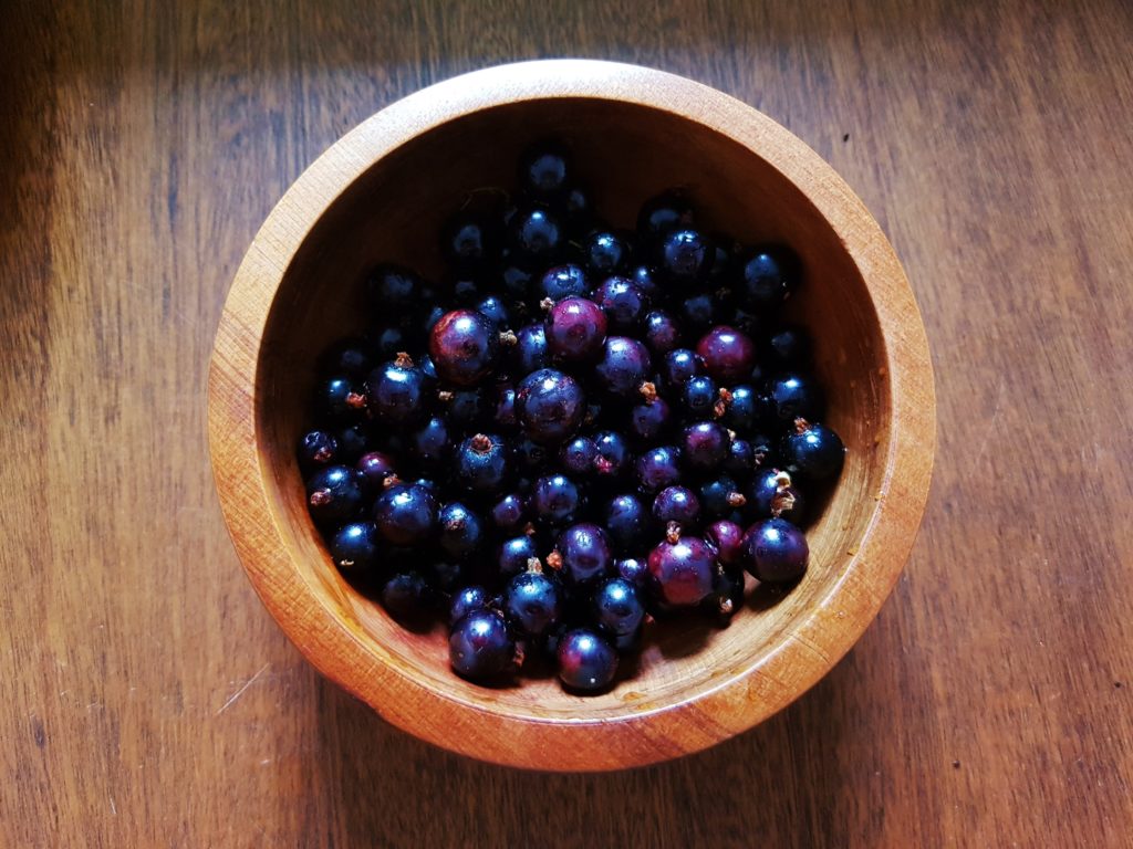 Johannisbeere, Johannisbeeren, schwarze Johannisbeere, Ribes, Ribes nigrum