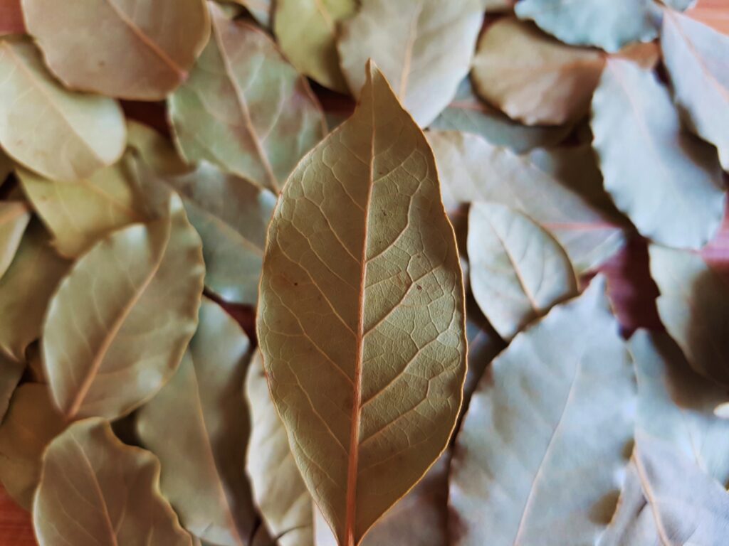 Lorbeere, Lorbeerblätter, Echter Lorbeer, Laurus, Laurus nobilis